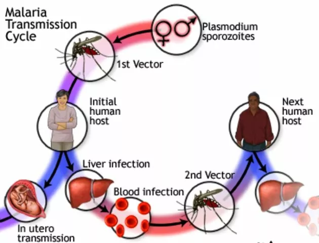 O Ciclo de Vida do Parasita da Malária: Compreendendo o Inimigo